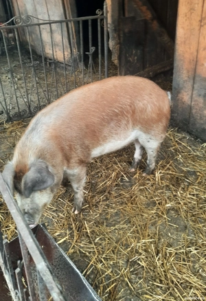 porc de vânzare  - imagine 2