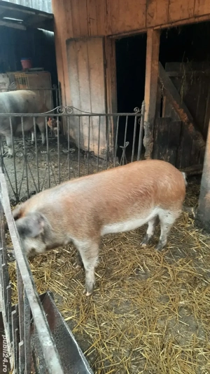 porc de vânzare 