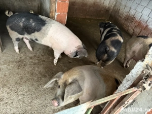 Porci de vanzare