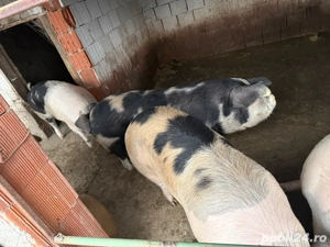 Porci de vanzare - imagine 2