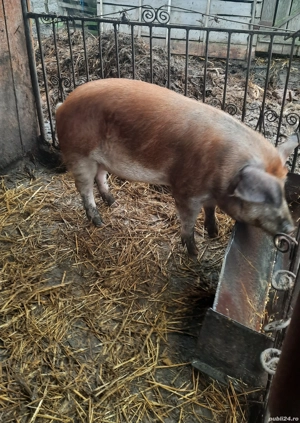 porc de vânzare  - imagine 3