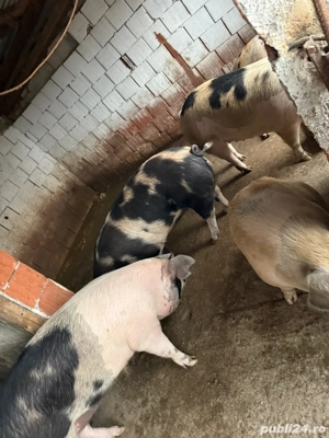 Porci de vanzare - imagine 5