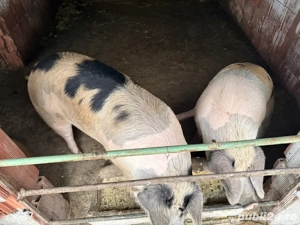 Porci de vanzare - imagine 4