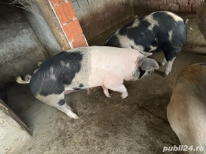 Porci de vanzare - imagine 3