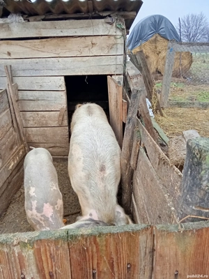 Vind porcii - imagine 3