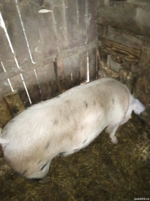 Vind porcii - imagine 2