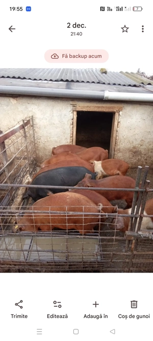 Purcei la 40-50 kg deparazitati - imagine 2