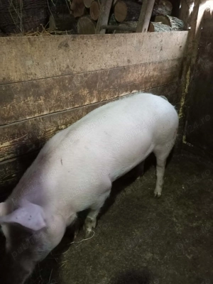 Porc de vânzare între 120 și 130 kg