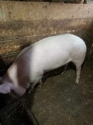 Porc de vânzare între 120 și 130 kg - imagine 2