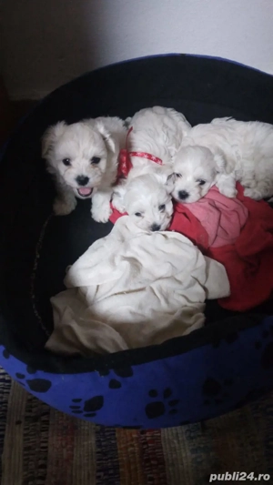 catei bichon bolognese