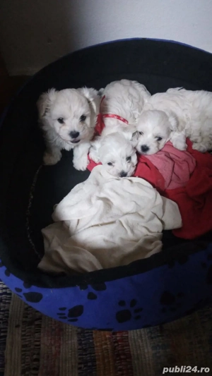 Căței Bichon Boloneze