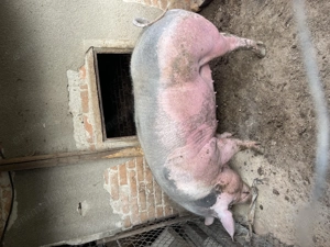 Vand porc pietrean 260-270 kg