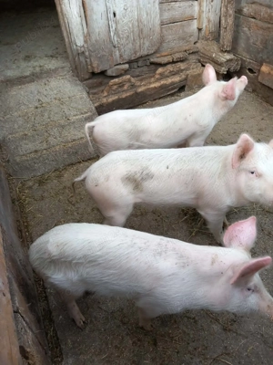 Șuldani de vânzare .