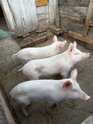 Șuldani de vânzare . - imagine 2