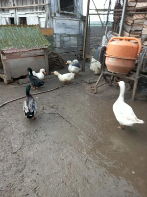 Rațe de vânzare.  - imagine 2