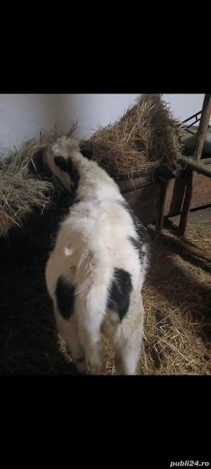 vand vițea  - imagine 2