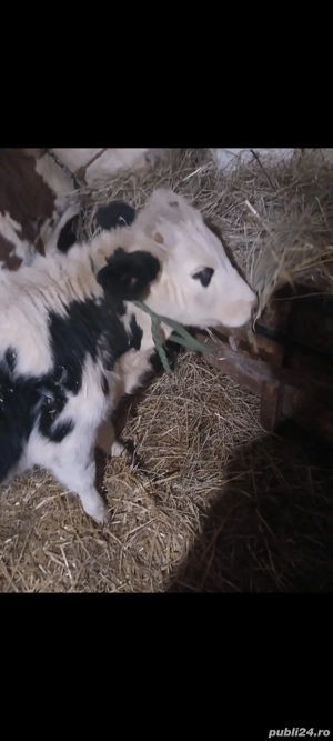 vand vițea  - imagine 3