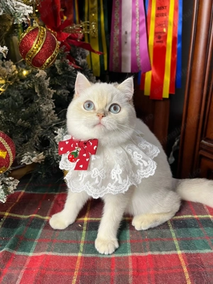 Fetita British shorthair