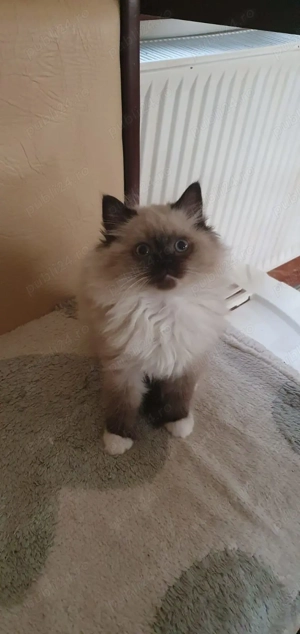 Pufosenii Drăgălașe Ragadoll 