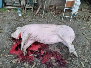 Porc crescut in curte 80-140kg 15 lei - imagine 4
