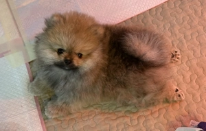 Pomeranian 2 baieti si o fetita disponibili incepand cu 1 Decembrie - imagine 2