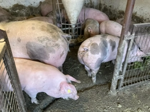 Porc crescut in curte 80-140kg 15 lei - imagine 6