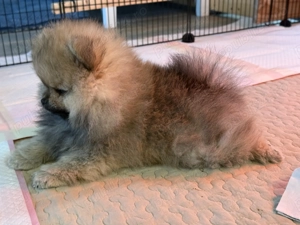 Pomeranian 2 baieti si o fetita disponibili incepand cu 1 Decembrie