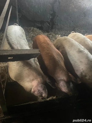 Porci de tara - imagine 3