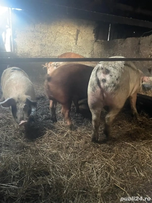 Porci de tara - imagine 4