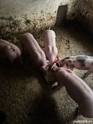 purcei de vanzare - imagine 2