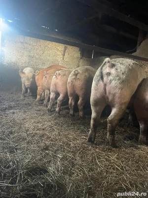 Porci de tara - imagine 2