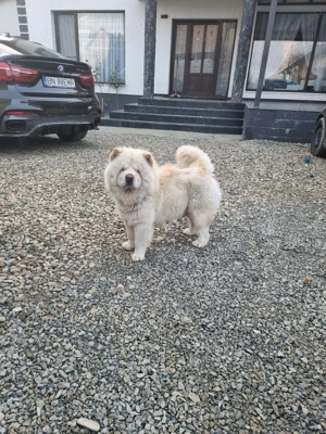 Chow chow femela - imagine 4