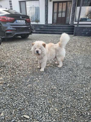 Chow chow femela - imagine 3