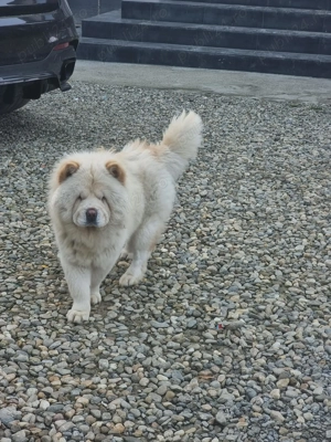 Chow chow femela - imagine 2