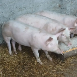 Grasuni de vanzare  - imagine 2