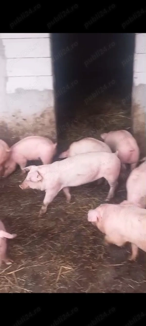 Purcei de carne - imagine 2