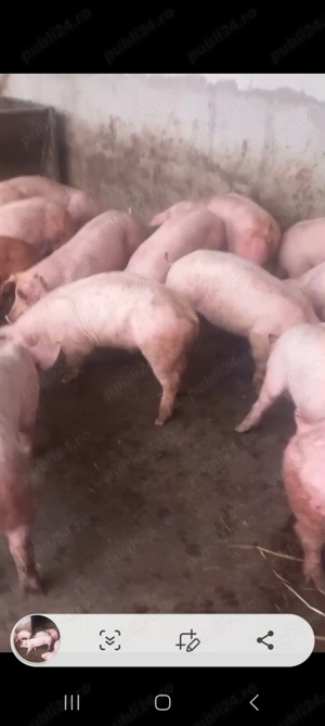 Purcei de carne - imagine 3