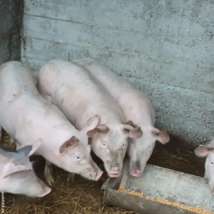 Grasuni de vanzare  - imagine 3