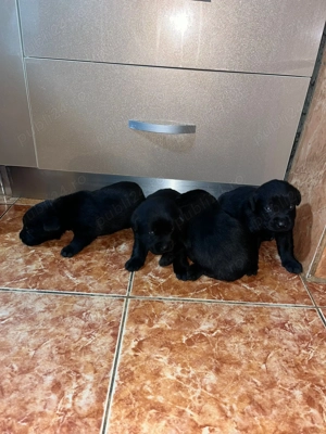 Pui de Labrador Ciocolatii si Negrii 
