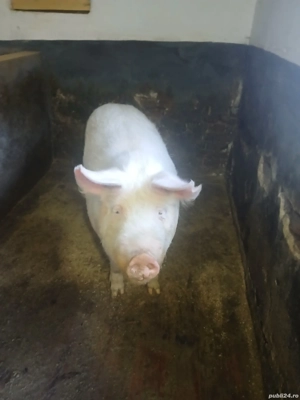 vand soldan 120-140 kg