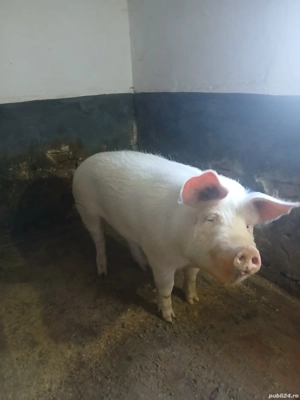 vand soldan 120-140 kg - imagine 2