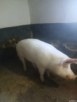 vand soldan 120-140 kg - imagine 3