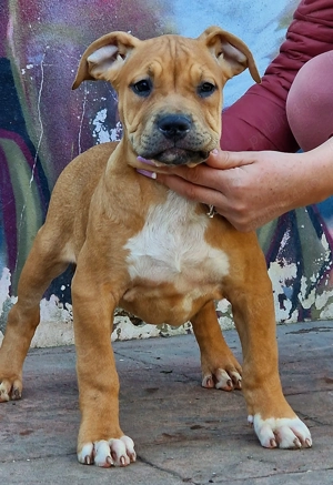 Vand American Bully xl - imagine 3