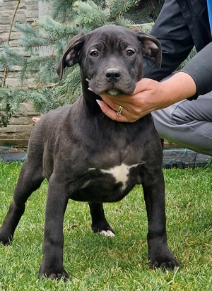 Vand American Bully xl - imagine 4