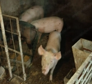 Vand 4 Purcei între 50 si 70 de kg