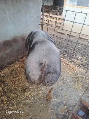 Scroafă de vânzare,rasă de carne - imagine 3