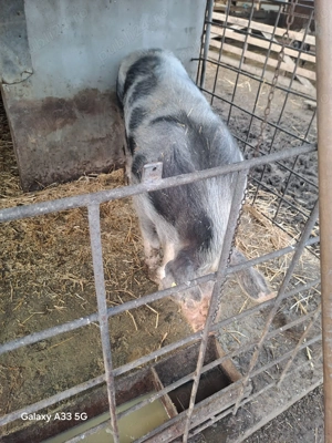 Scroafă de vânzare,rasă de carne - imagine 2