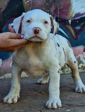 Vand American Bully xl - imagine 3