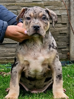 Vand American Bully xl