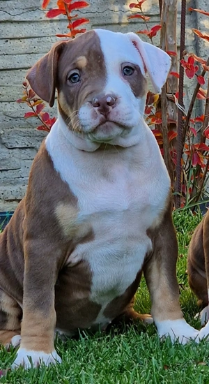 Vand American Bully xl - imagine 4